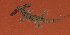 Hemidactylus maculatus