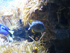 Ctenochaetus tominiensis