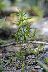 Melampyrum sylvaticum