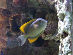 Ctenochaetus tominiensis