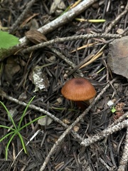 Rhodophana nitellina