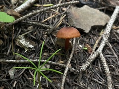 Rhodophana nitellina