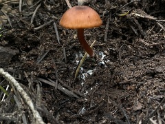 Rhodophana nitellina