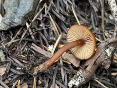Rhodophana nitellina