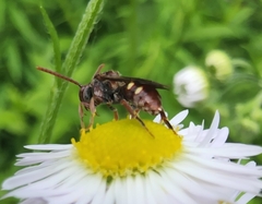 Nomada maculata