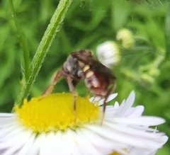 Nomada maculata