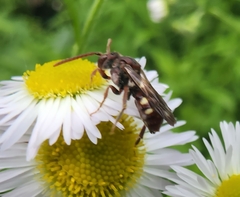 Nomada maculata