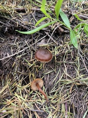 Rhodophana nitellina