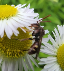Nomada maculata