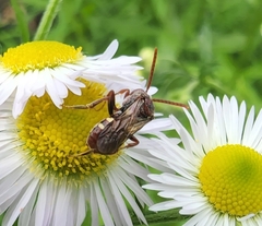 Nomada maculata