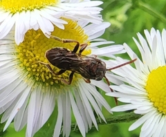 Nomada maculata