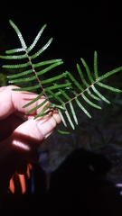 Gleichenia inclusisora
