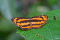 Pantoporia paraka
