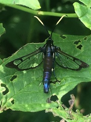Synanthedon fatifera