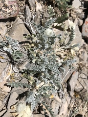 Astragalus utahensis