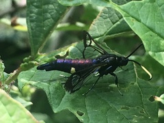 Synanthedon fatifera