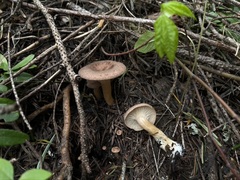 Infundibulicybe squamulosa