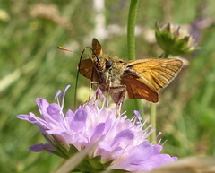 Ochlodes sylvanus