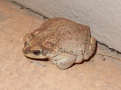 Anaxyrus punctatus