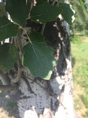Populus