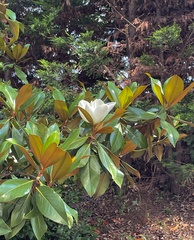 Magnolia