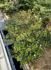 Magnolia