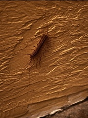 Scutigera coleoptrata