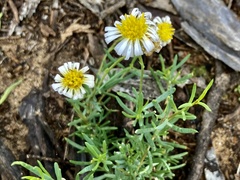 Minuria cunninghamii
