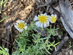 Minuria cunninghamii