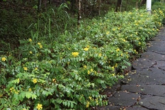 Hypericum geminiflorum