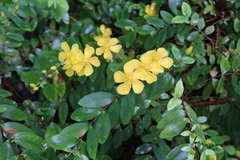 Hypericum geminiflorum