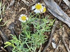 Minuria cunninghamii