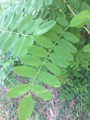 Robinia