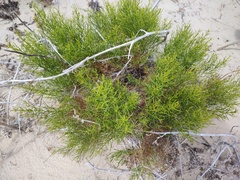 Xylothamia diffusa