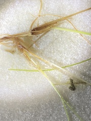 Najas guadalupensis