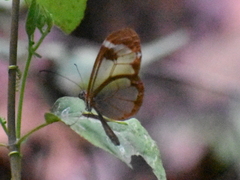 Greta morgane morgane