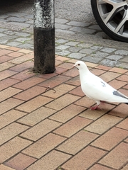 Columba livia domestica