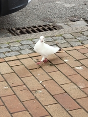 Columba livia domestica
