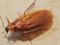 Parcoblatta virginica