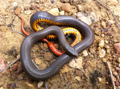 Diadophis punctatus regalis