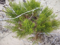 Xylothamia diffusa
