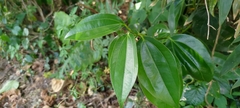 Cinnamomum cassia