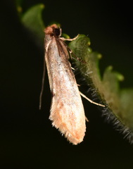 Tinea semifulvella