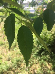 Ulmus