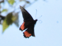 Parides erithalion trichopus