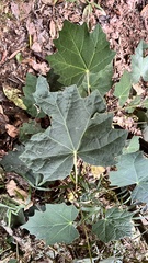 Sinopanax formosanus
