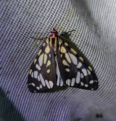 Callindra nyctemerata