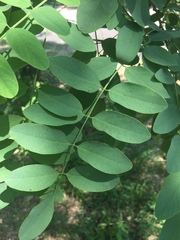 Robinia