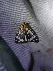 Callindra nyctemerata