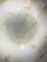 Argopecten gibbus